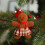 Ornamente Omuleț de Turtă Dulce 9,9 cm, pachet de 3 4