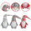 Peluche rouge en peluche de 40 cm 3