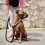 Nylon Dog Muzzle for Small,Medium,Large Dogs Prevent from Biting,Barking and Chewing,Adjustable Loop 7