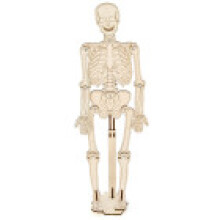 Childrens Anatomy Skeleton Construction Kit Science Educational Toy For Kids
