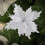 Glitter Poinsettia Tree Pick 3-Tier Artificial Flower 14.57 5