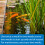 API Pond-Zyme Sludge Destroyer with Barley for Ponds, 454g Container 4