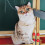Welling cat plush pillow 50cm 3