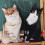 Welling cat plush pillow 50cm 4