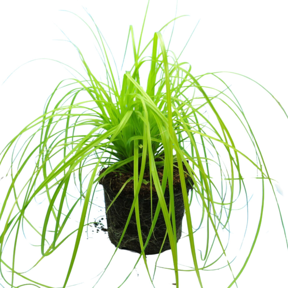 Plants By Post Carex 'Everillo' Japanese Sedge Lime Yellow Evergreen Ornamental Grass 2L Pot