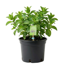 Moroccan Mint