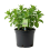 Moroccan Mint 1