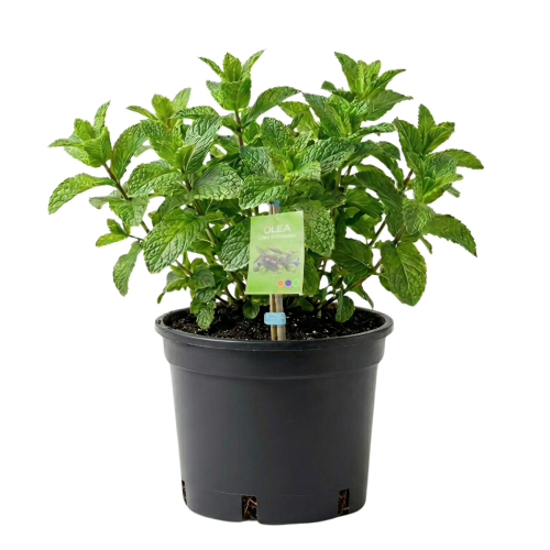 Moroccan Mint