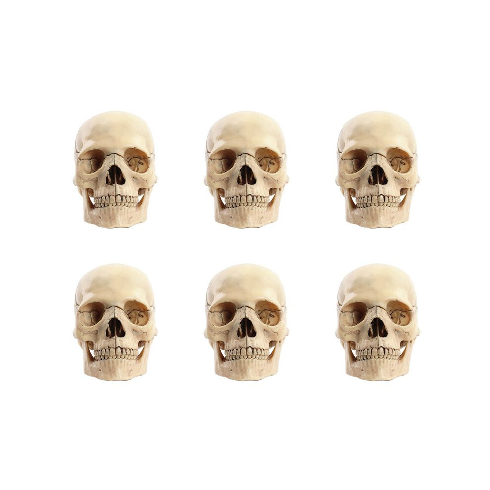 6X 1:2 Disassembled Skull Anatomical Model Anatomy Skeleton Skull Model Detachable Teaching Supplies Tool 6031378264484