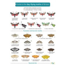 Guide to the DayFlying Moths of Britain by Richard Lewington Other Boo