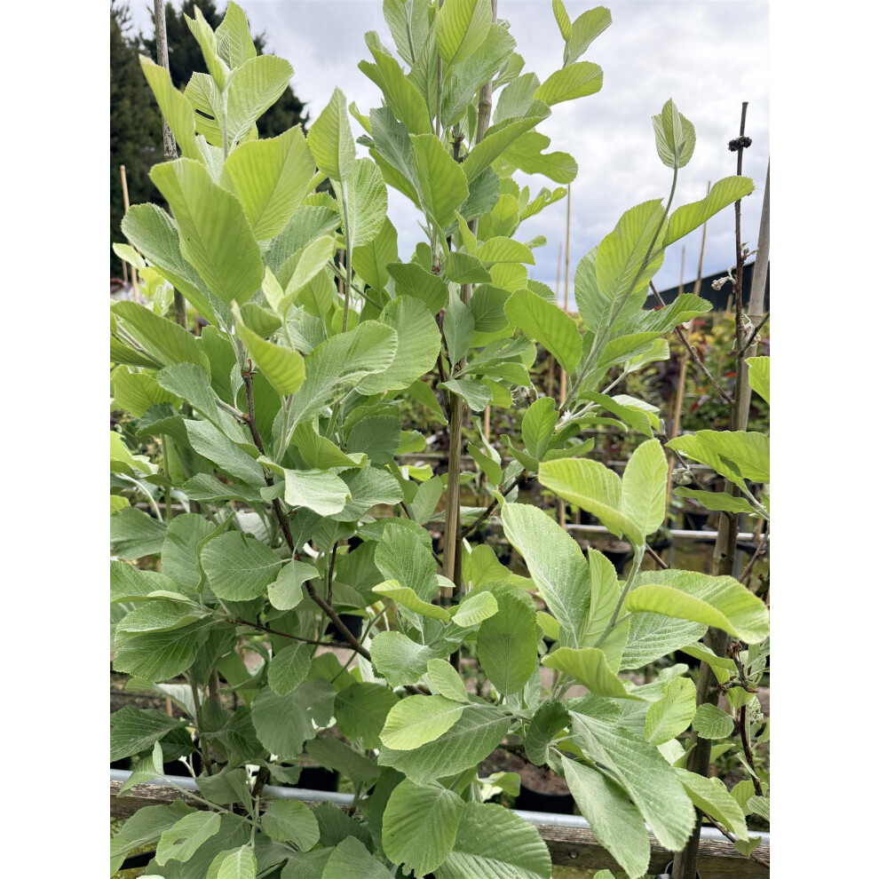 Directplants Sorbus Aria Lutescens 5-6Ft Tall In A 7.5 Litre Pot By