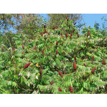 Rhus Typhina Stag Horn Sumach 4ft Large in a 7.5 Litre Pot By Direct Plants