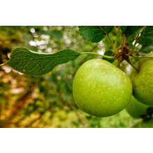 Dwarf Bramleys Seedling Cooking Apple Fruit Tree M26 | 5-6ft Large 7.5 Litre Pot By Direct Plants