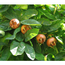 Medlar Nottingham Fruit Tree | 5-6ft Supplied in a 7.5 Litre Pot By Direct Plants