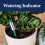 Westland Westland Watering Indicator Plant Stick House 11