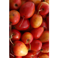 Malus Jelly King Crab Apple Tree 5ft Tall in a 7.5 Litre Pot | By Direct Plants