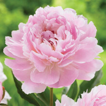 (Peonia) Bellissima peonia - Peonia da giardino - Paeonia Lactiflora, Bassa manutenzione, Professionale