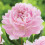 (Παιωνία) Όμορφη Παιώνια - Παιώνια Κήπου - Paeonia Lactiflora, Χαμηλή Συντήρηση, Επάγγελμα 1