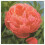 (Παιωνία) Όμορφη Παιώνια - Παιώνια Κήπου - Paeonia Lactiflora, Χαμηλή Συντήρηση, Επάγγελμα 4
