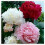 (Παιωνία) Όμορφη Παιώνια - Παιώνια Κήπου - Paeonia Lactiflora, Χαμηλή Συντήρηση, Επάγγελμα 3