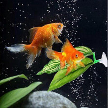 Betta Hammock Leaf, Reproductive Leaf and Aquarium Ornament, Hammock in the Shape of a Hun