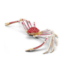 (Spider crab) Realistic Ocean King Crab Toy for Kids, Halloween Party Gift, Stress Relief Birthday Present