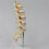 2X Teaching Equipment Model 5-Segment Lumbar Spine with Sacral Accessory Orthopedic Teaching Display Teaching Aids 4
