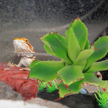 Künstliche grüne Aquarienpflanzen zur Dekoration des Aquariums, realistisches Deko-Set aus Kunststoff, 2-teilig