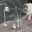 Automatic Cat Drinking Fountain 2l Puppy Cat Drinking Fountain(bebetter) 2