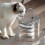 Automatic Cat Drinking Fountain 2l Puppy Cat Drinking Fountain(bebetter) 1