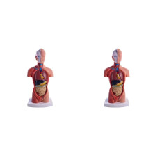 2X Boneca de Anatomia de Manequim de Torso com 15 Peças Removíveis Modelo de Órgão Educacional Modelo de Anatomia de Órgão Interno Humano