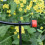 Automatic Flower Pot Watering System DIY Drip Irrigation System Garden Hose Micro-Drip Watering Kits Adjustable Drippers 6