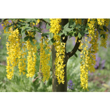 3x 5ft Large Laburnum Vossii Golden Rain Trees By Direct Plants