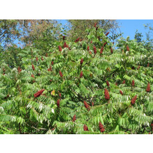 Rhus Typhina Stag Horn Sumach Tree 7-8ft Instant Gardening By Direct Plants