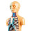 Human Body Model with Removable Organs for Education 8