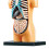 Human Body Model with Removable Organs for Education 7