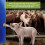 3pcs Automatic Pig Waterer System for Livestock - Stainless Steel Drinker with Brass Connector Kit 3