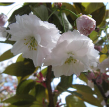 Prunus Shirofugen Cherry Blossom Tree 5-6ft Tall in a 7.5 Litre Pot | By Direct Plants