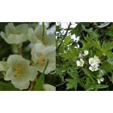 Malus Trilobata Crab Apple Blossom Tree 4-5ft Tall in a 7.5 Litre Pot | By Direct Plants