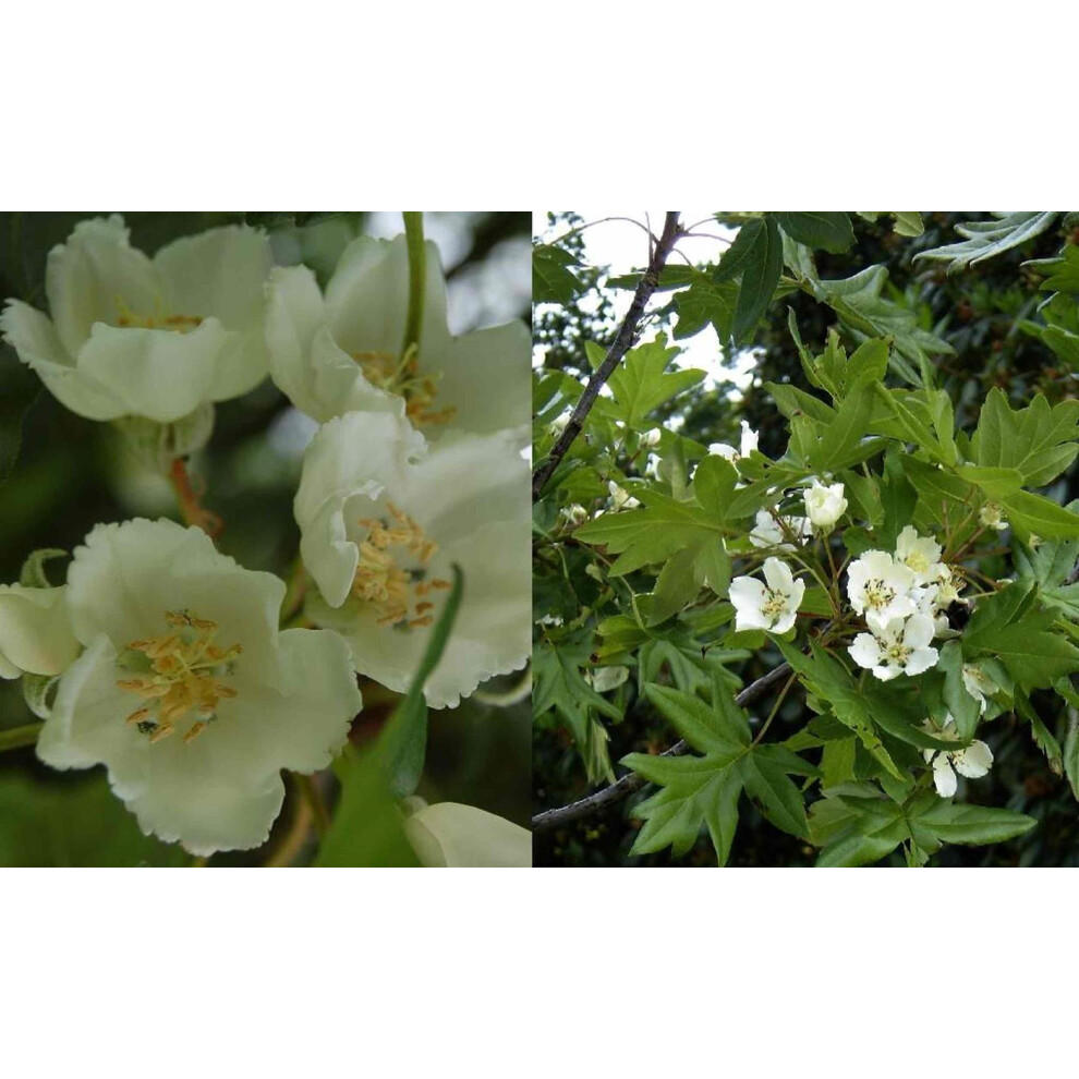 Directplants Malus Trilobata Crab Apple Blossom Tree 4-5Ft Tall In A 7.5 Litre Pot | By Direct Plants