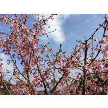 Prunus Okame Cherry Blossom Tree 5-6ft Tall in a 7.5 Litre Pot | By Direct Plants