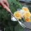 Weed Puller Tool Wooden Handle 2-Piece Garden Weeding Tool 7