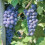 Grape Plant Strong Vitality 1 Plant 2
