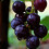 Grape Plant Strong Vitality 1 Plant 3