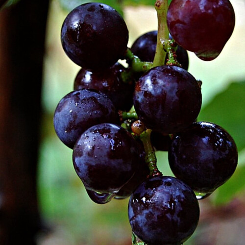 Grape Plant Strong Vitality 1 Plant 2