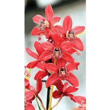 Cymbidium orkidépotter til indendørs eller udendørs brug