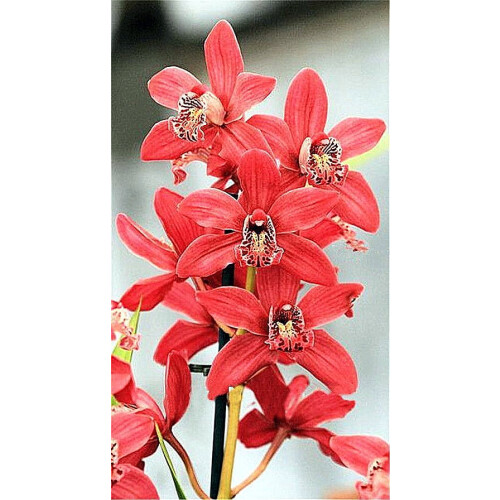 Cymbidium orkidépotter til indendørs eller udendørs brug