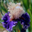 Bearded Iris Perennial Cold-Resistant with Strong Rhizomes 3