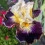 Bearded Iris Perennial Cold-Resistant with Strong Rhizomes 5
