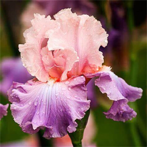 Bearded Iris Bulbs Perennial Scented Cold-Resistant 1